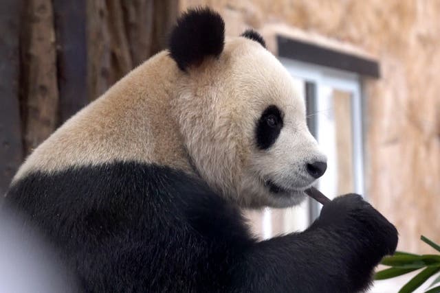 Pandas Where to See Them
