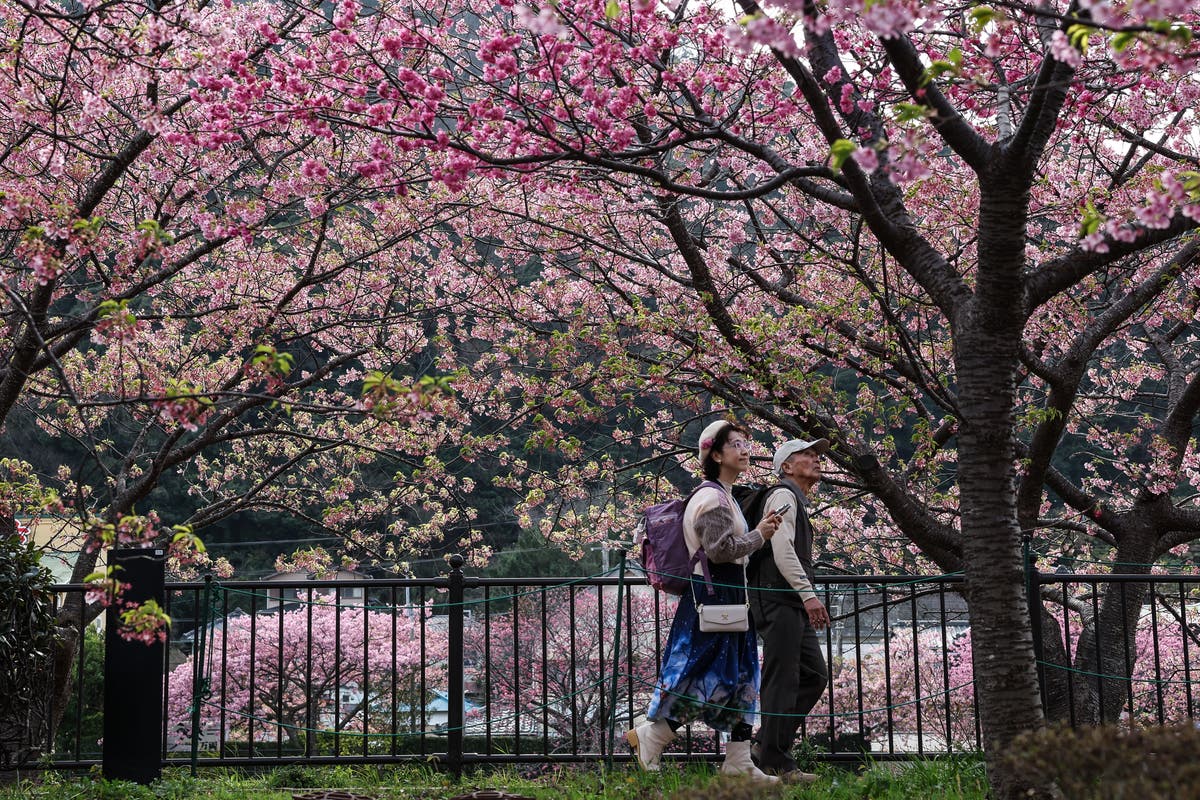 Japan’s early bloom of cherry blossoms sparks concerns amid record heat