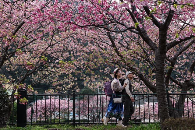 <p>People walk under the blooming Kawazu zakura cherry trees on 20 February 2024 in Kawazu, Japan </p>