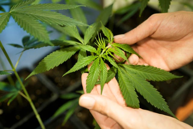 <p>A cannabis plant </p>
