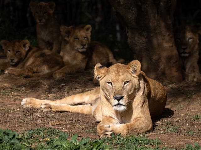 <p>An Indian zoo has been forced to change the ‘blasphemous’ names of two of its lions </p>