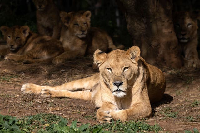 <p>An Indian zoo has been forced to change the ‘blasphemous’ names of two of its lions </p>