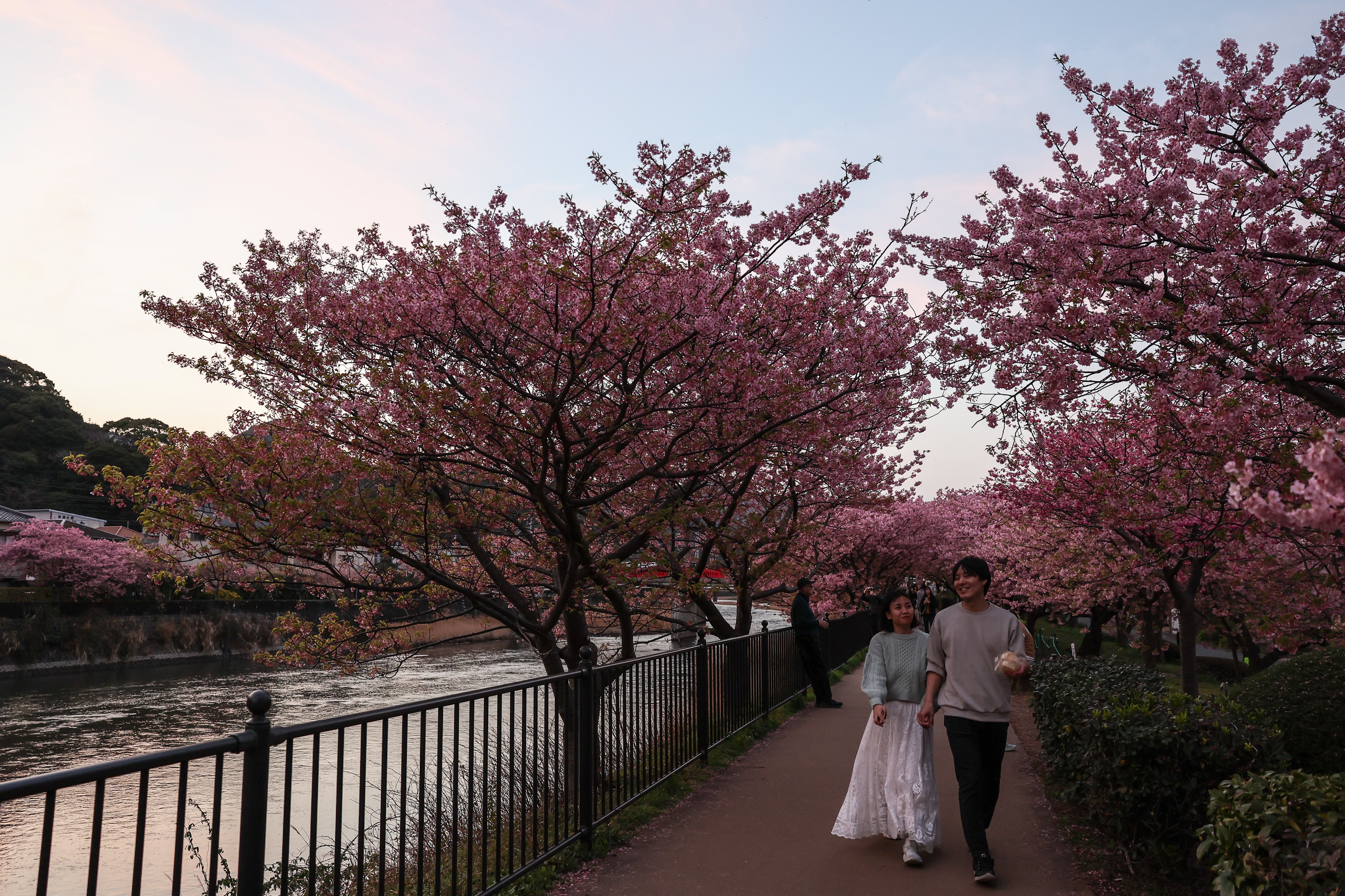 People walk under the bloom Kawazu zakura cherry trees on 20 February 2024 in Kawazu, Japan