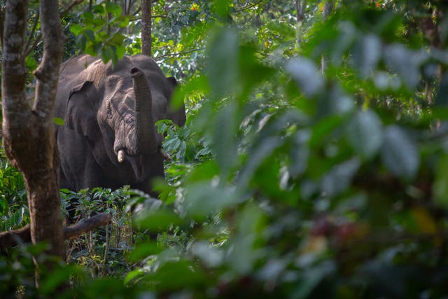 <p>Bangladesh court bans adoption of wild elephants </p>