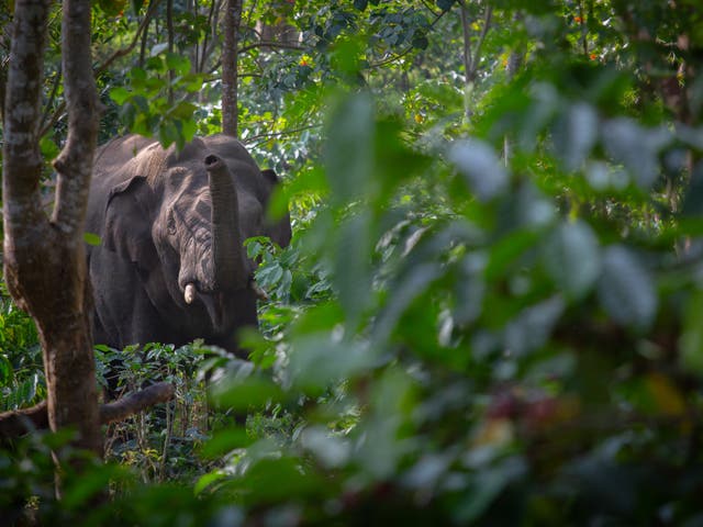 <p>Bangladesh court bans adoption of wild elephants </p>