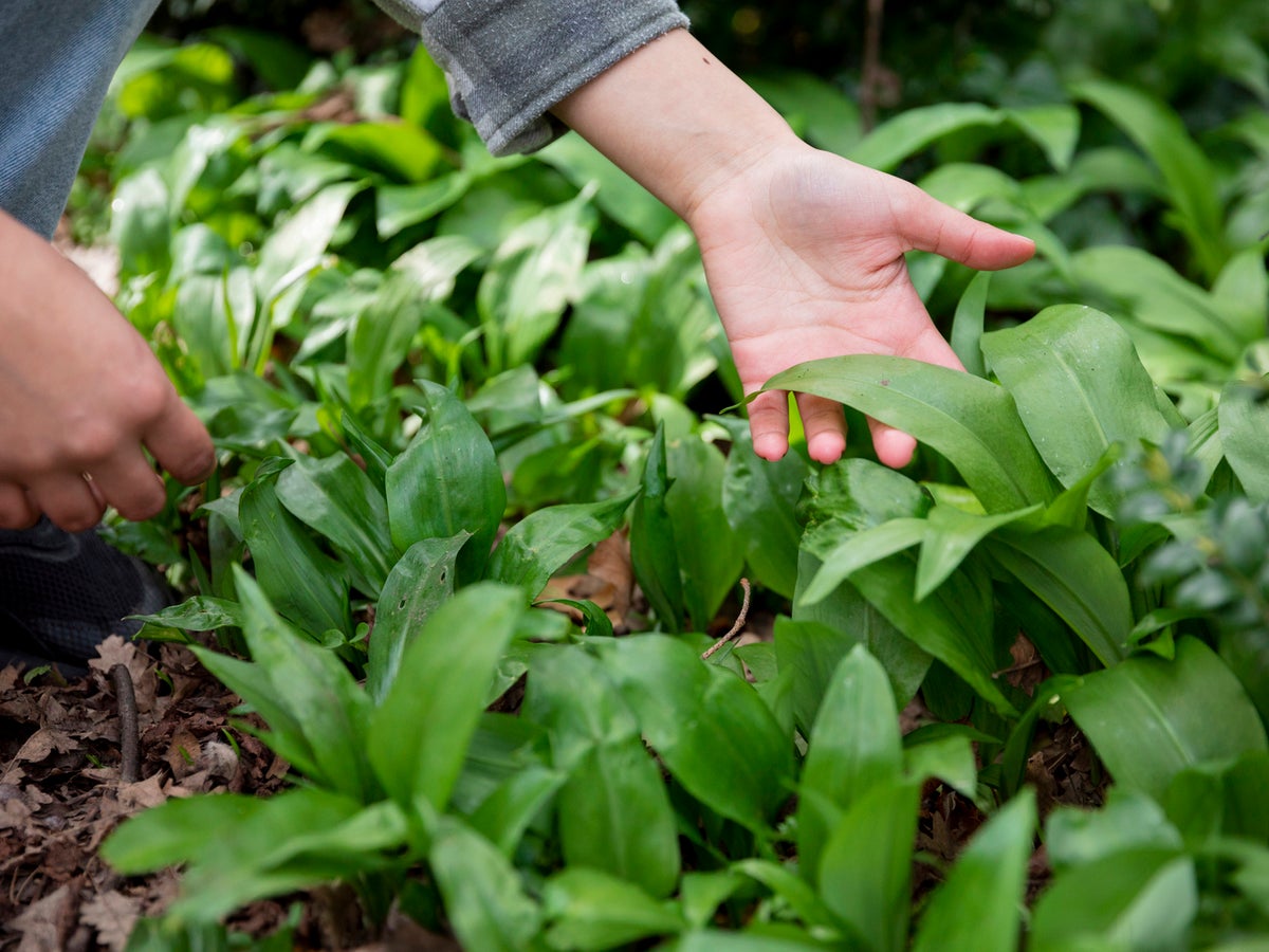 Spring foraging guide: What to look out for and how to cook it