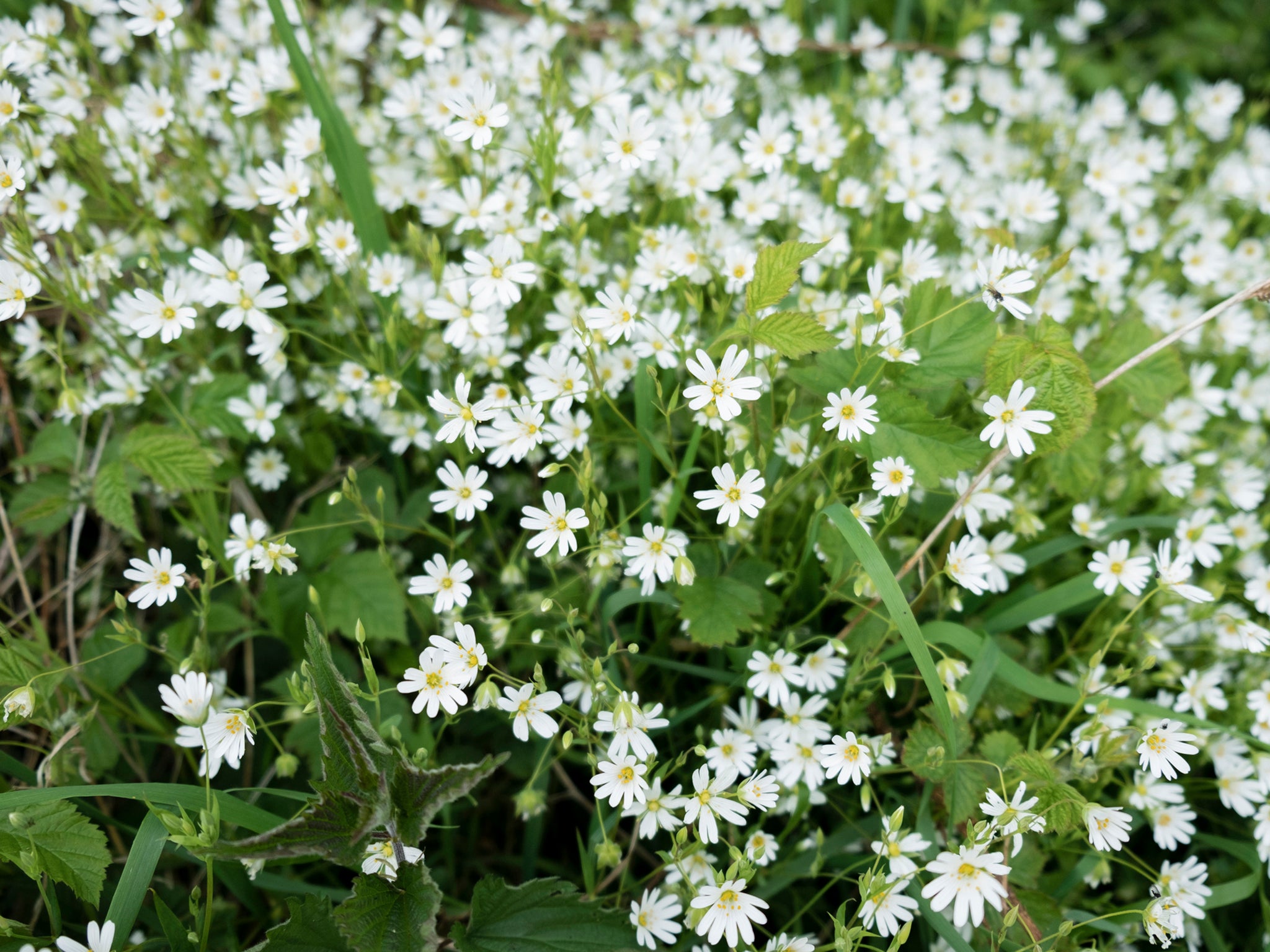 Chickweed can be seen all year round but is at its best in spring