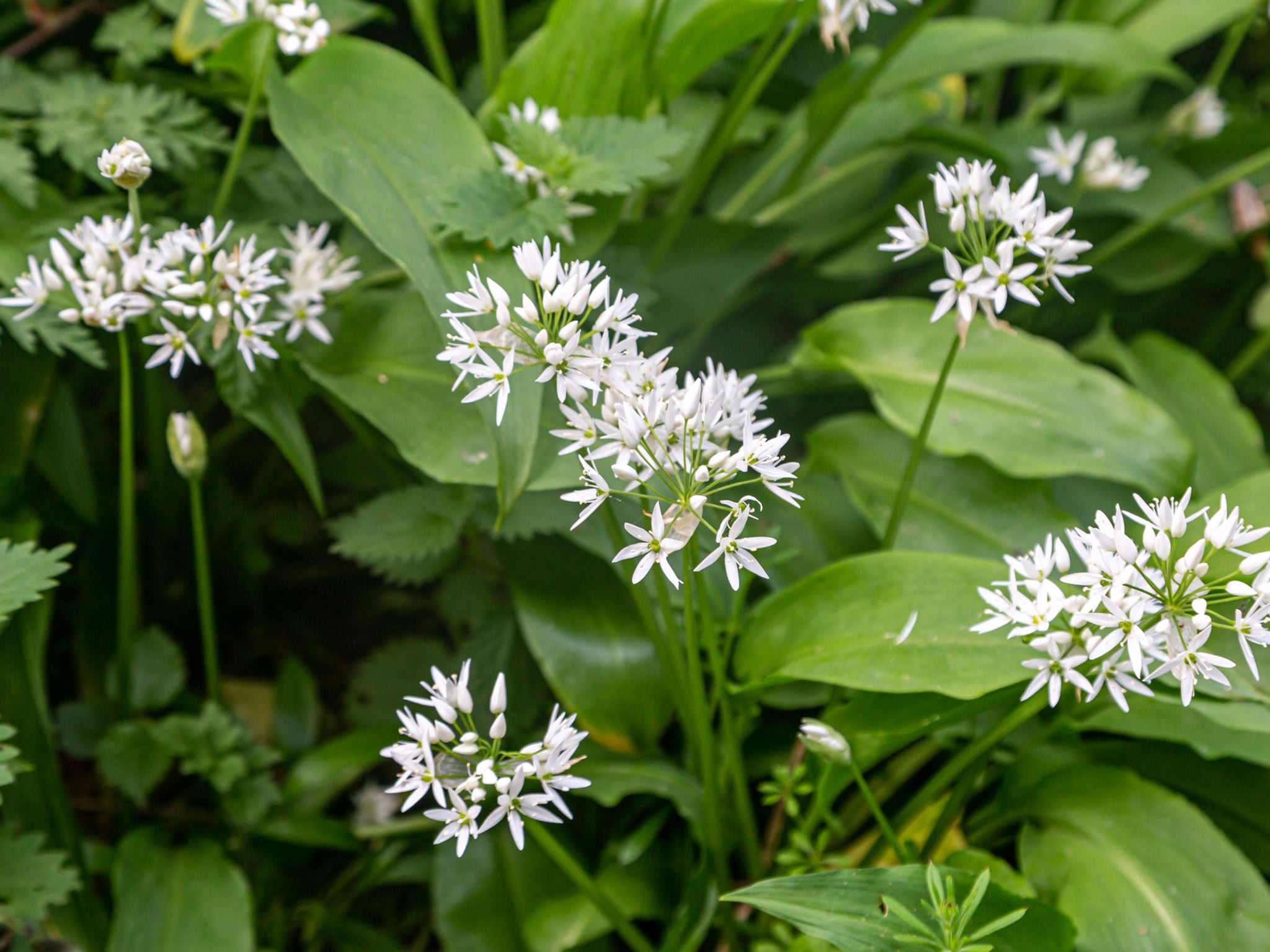 Keep an eye (and a nose) out for a wild garlic on your next spring walk