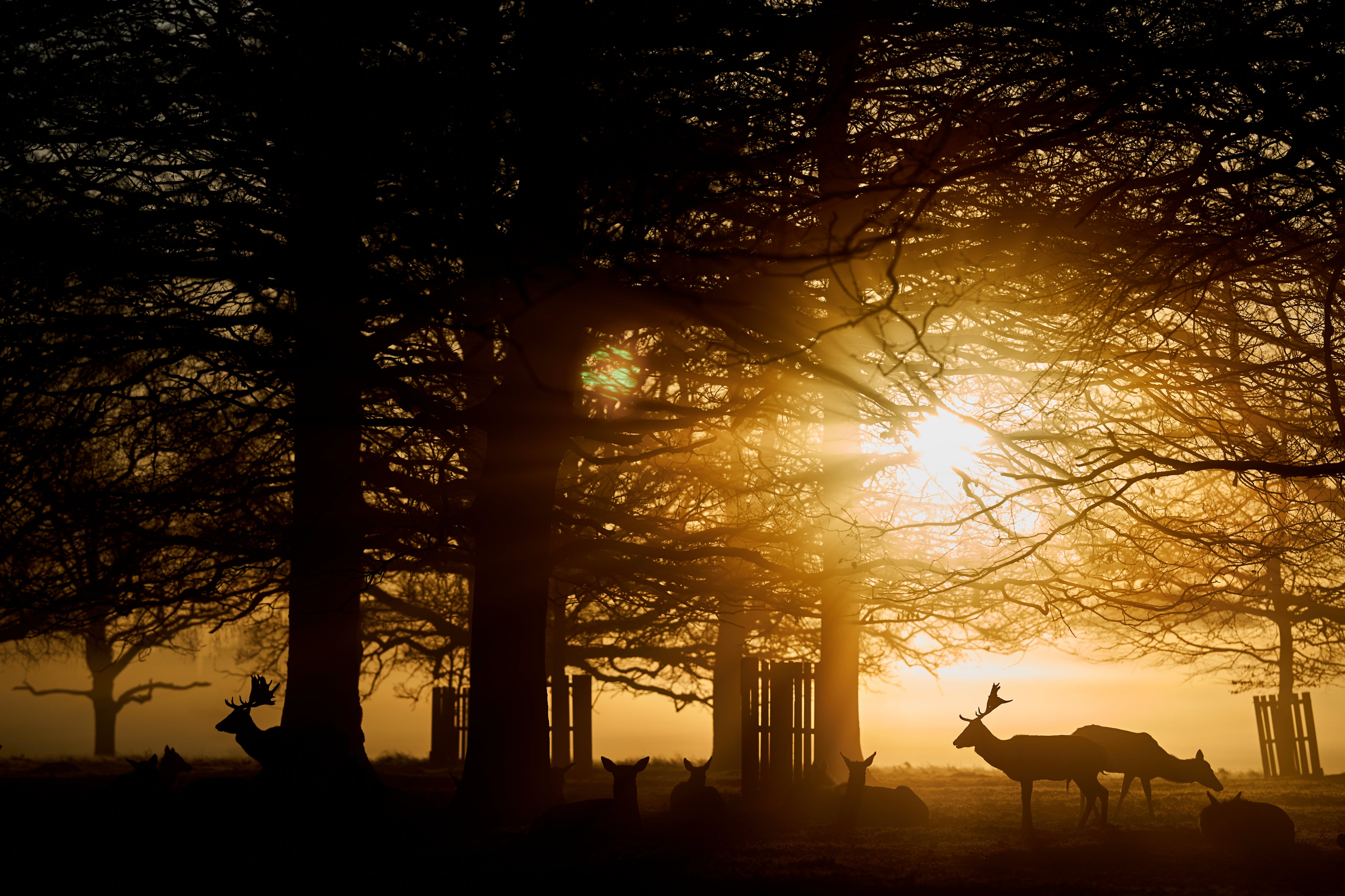 Deer in Bushy Park in London. Picture date: Saturday February 24,