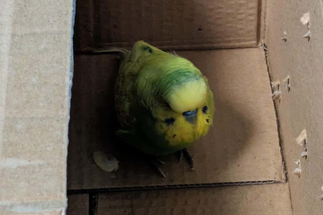 A budgie, affectionately named Budge Lightyear after it was found at a space centre, is looking for its owner (RSPCA/PA)