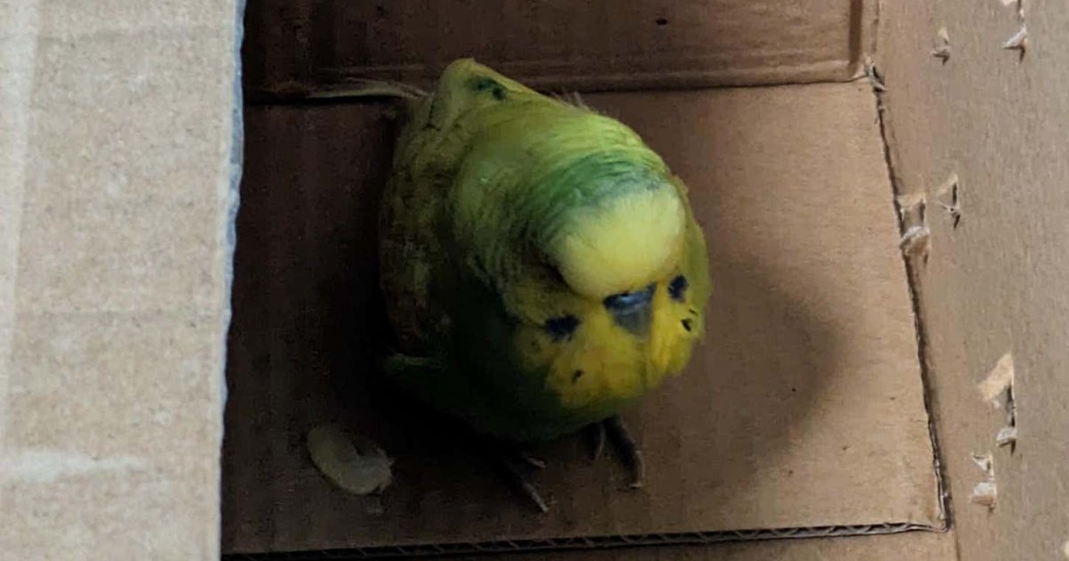 Budgie rescue hot sale centre near me