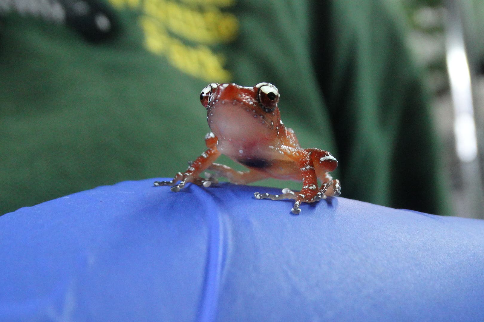 The ‘near threatened’ cinnamon frog has been successfully bred at Cotswold Wildlife Park (Cotswold Wildlife Park/PA)