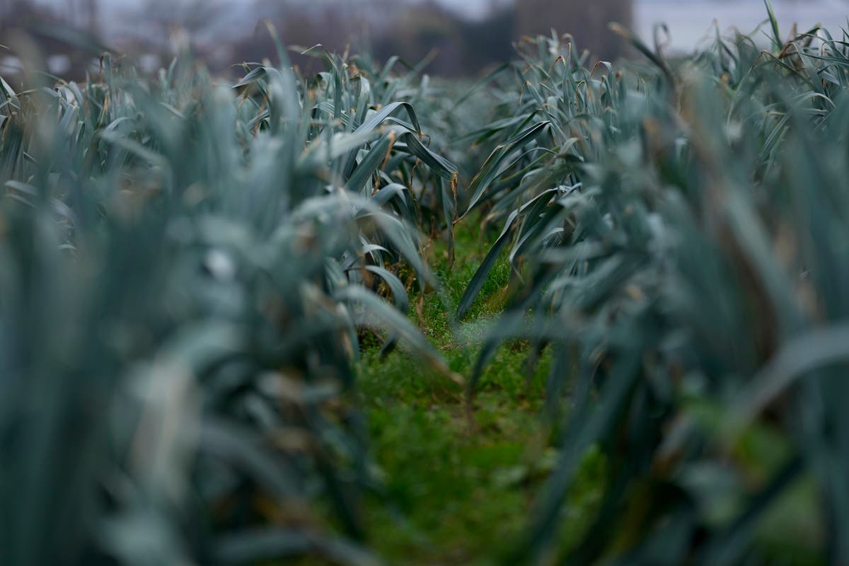Tractor protests threaten to drive the EU’s green farming policies into a ditch