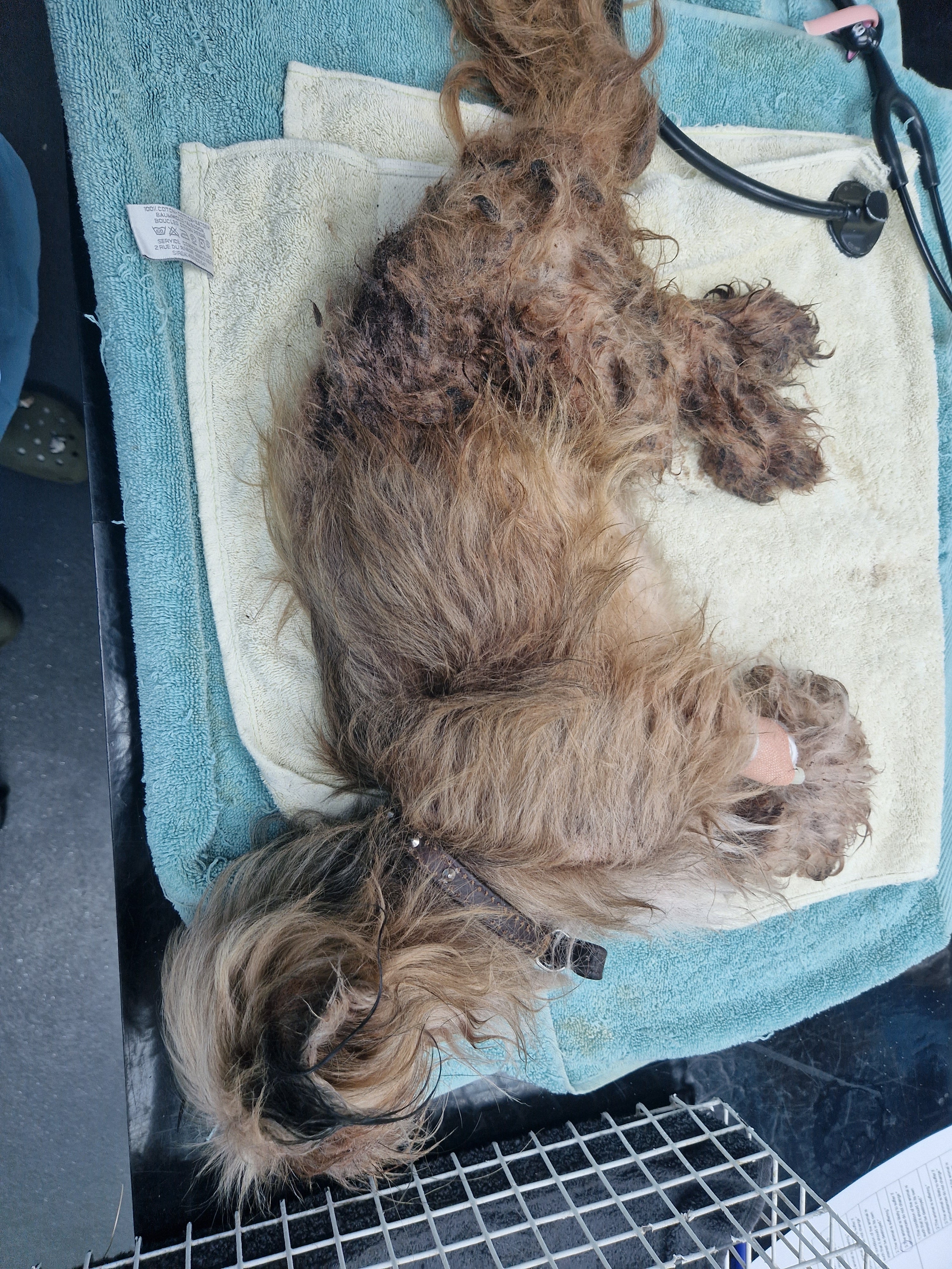 Chewie, a Shih Tzu, developed a heavy flea burden after being neglected for several months