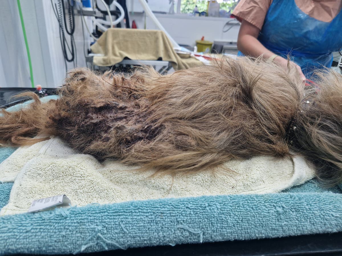 Dog &lsquo;eaten alive by fleas&rsquo; after owner neglected him for months