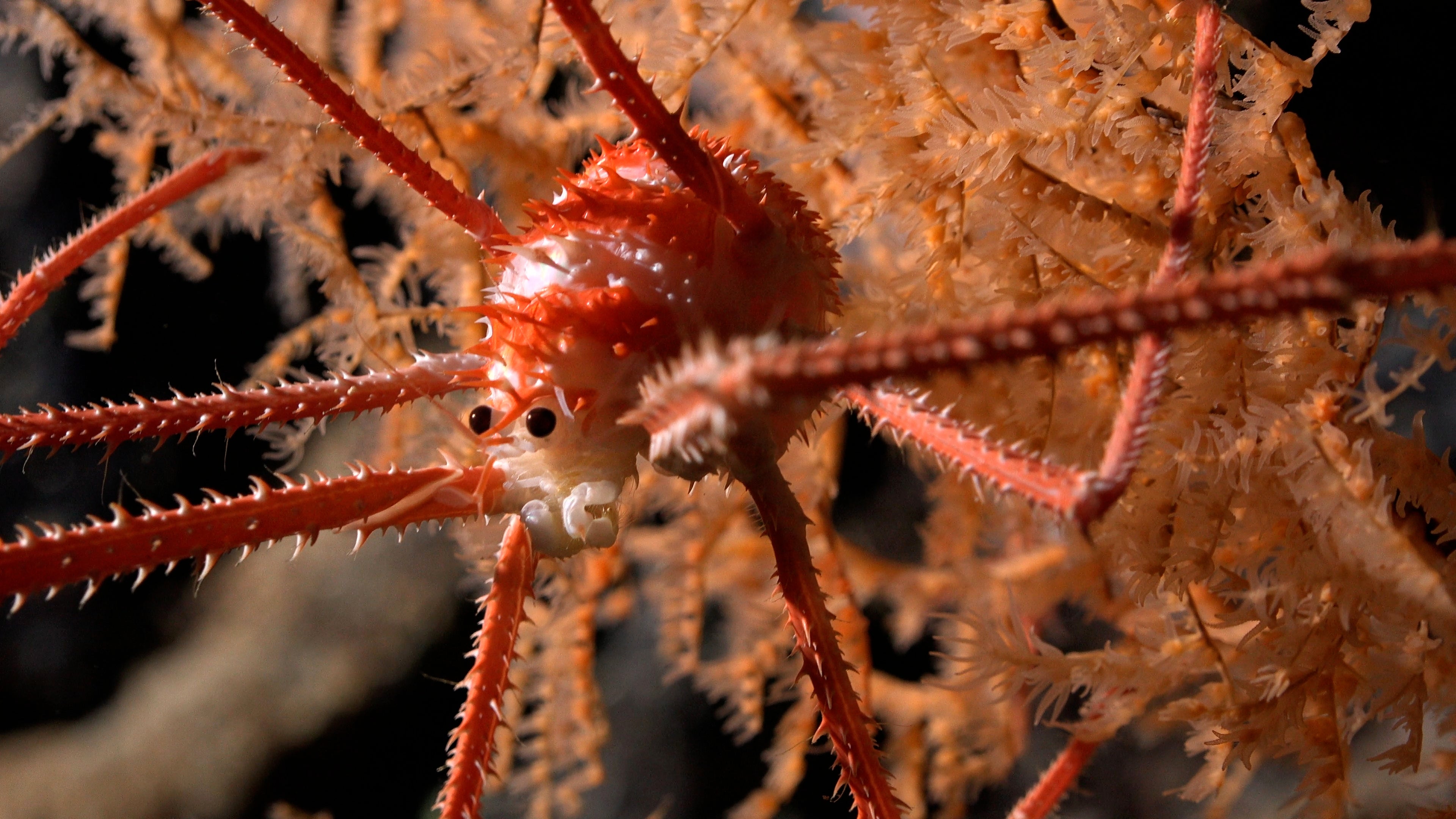 Over 100 new species were found living on an underwater mountain near Chile