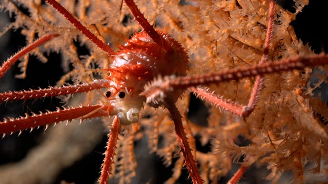 <p>Over 100 new species were found living on an underwater mountain near Chile </p>