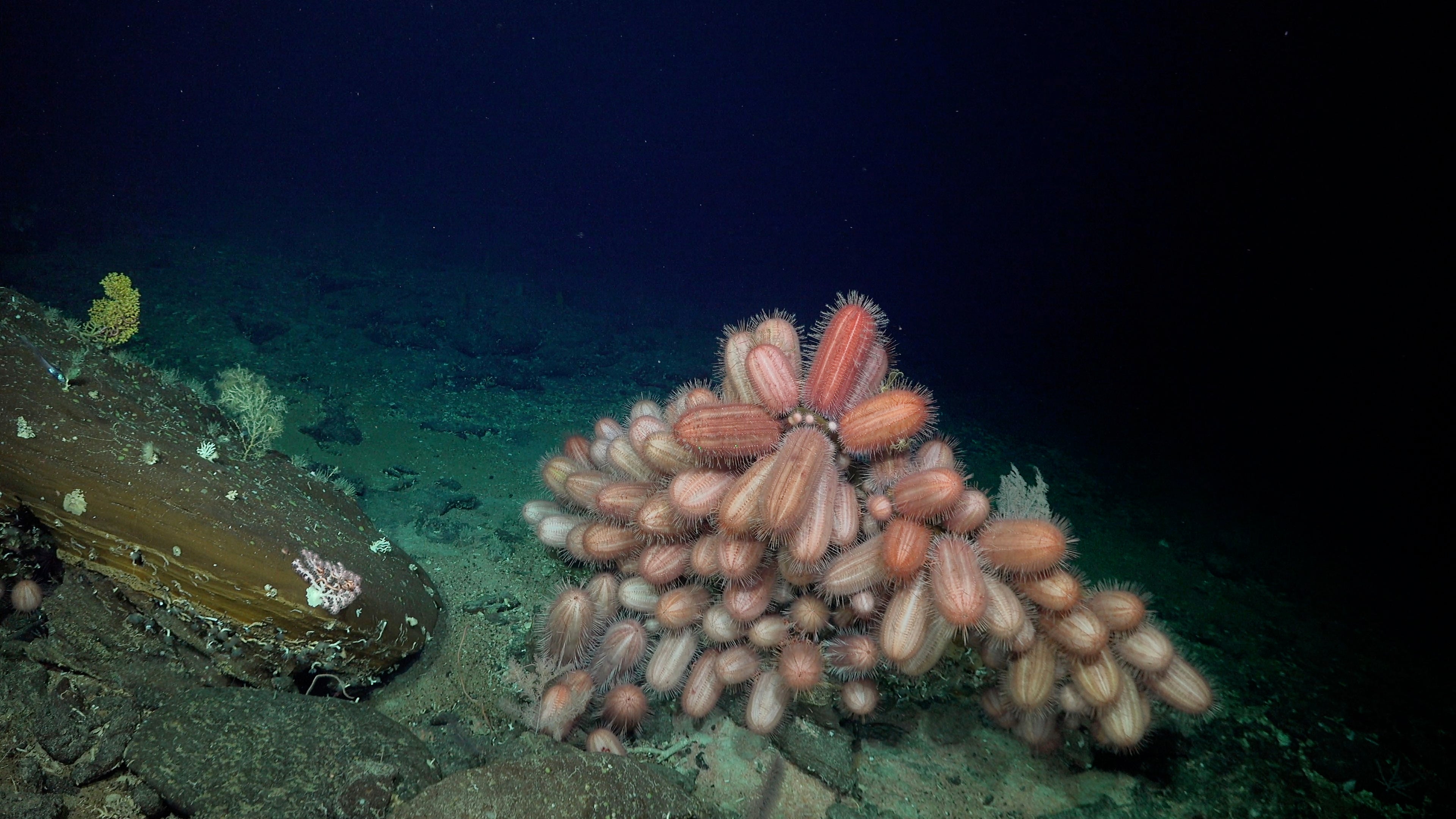 Oblong Dermechinus urchins documented at a depth of 516 meters along the ridge
