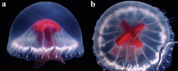 <p>The scientists named the jellyfish Santjordia pagesi because of its bright red stomach that resembles the Cross of St George </p>