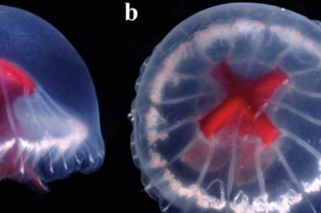 <p>The scientists named the jellyfish Santjordia pagesi because of its bright red stomach that resembles the Cross of St George </p>