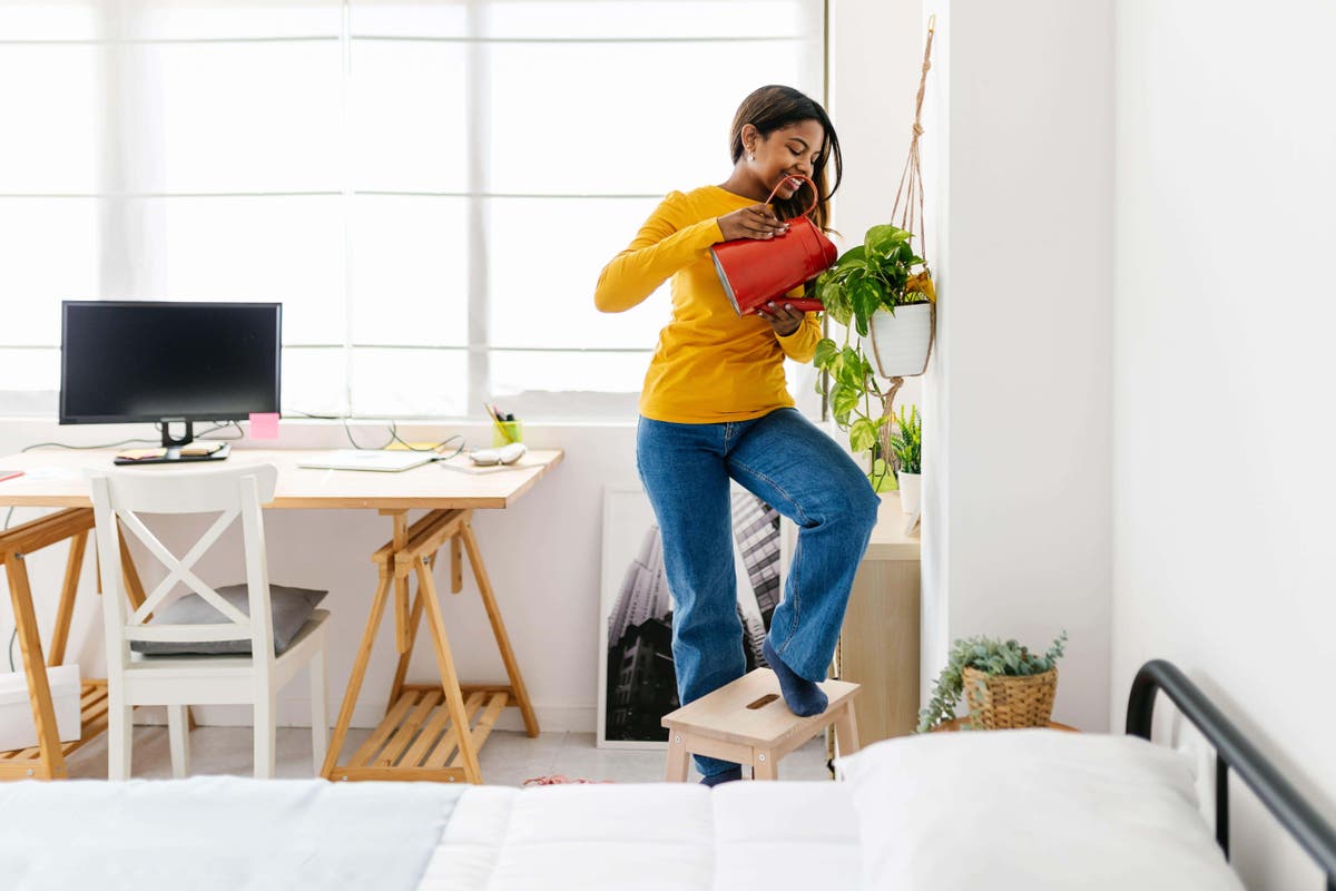 As demand for houseplants soars: What are the best and hardiest plants for your home?