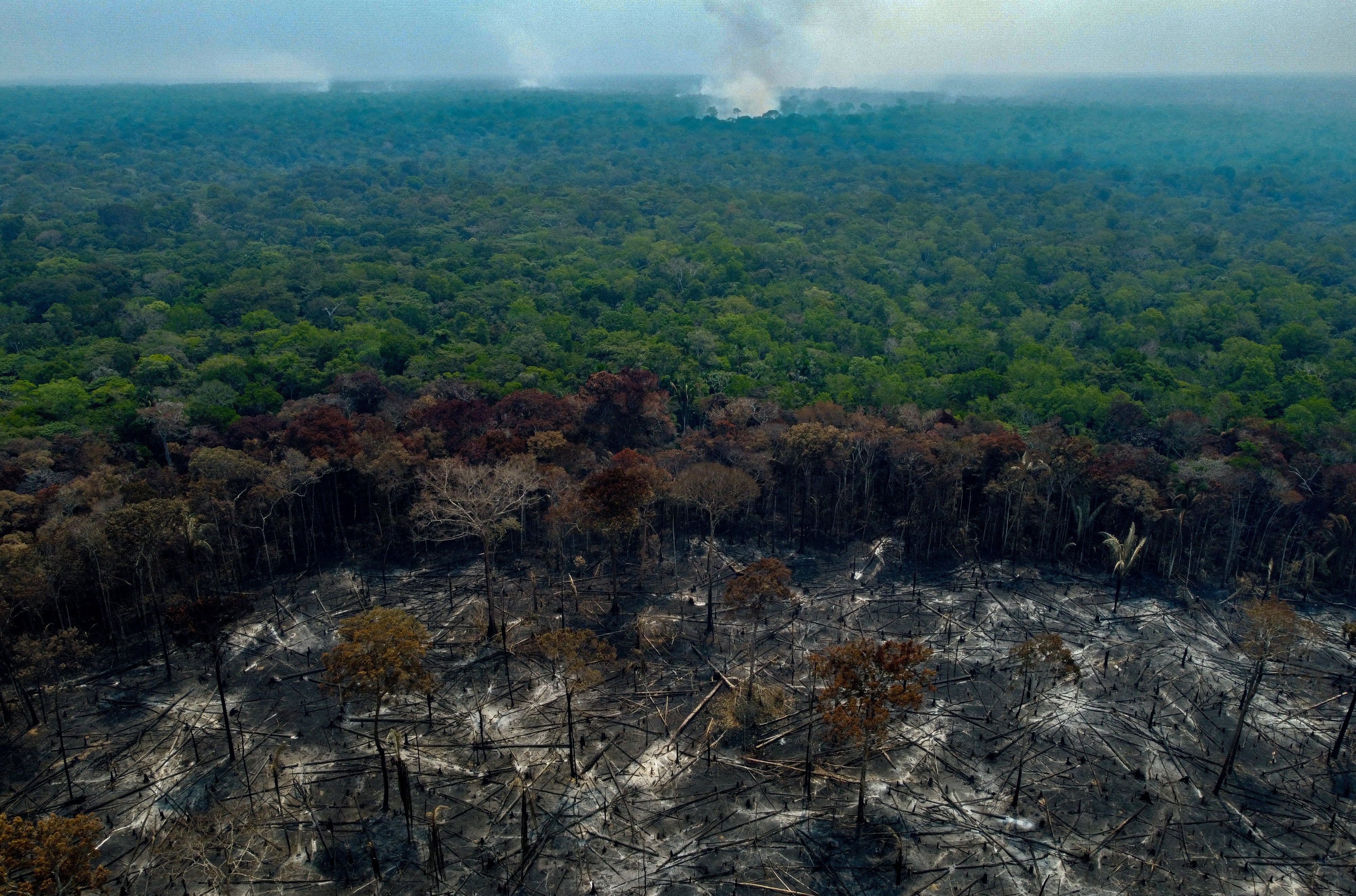 <p>Burned trees and charred ground after illegal fires  in Amazonas state, Brazil, last September. Despite a global pledges by governments and major companies, deforestation is still rampant in the world’s precious tropical forests</p>