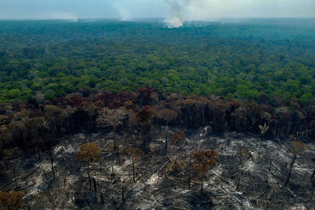 <p>Burned trees and charred ground after illegal fires  in Amazonas state, Brazil, last September. Despite a global pledges by governments and major companies, deforestation is still rampant in the world’s precious tropical forests</p>