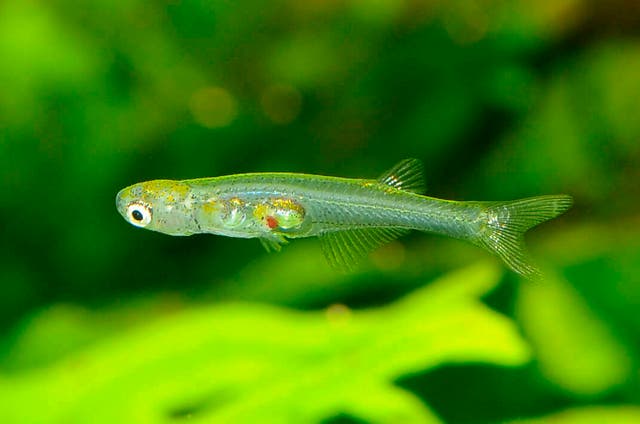 <p>Tiny fish Danionella cerebrum native to Myanmar </p>