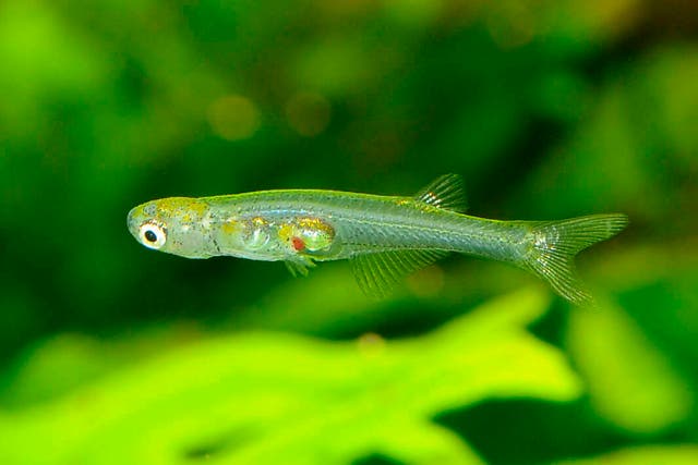 <p>Tiny fish Danionella cerebrum native to Myanmar </p>