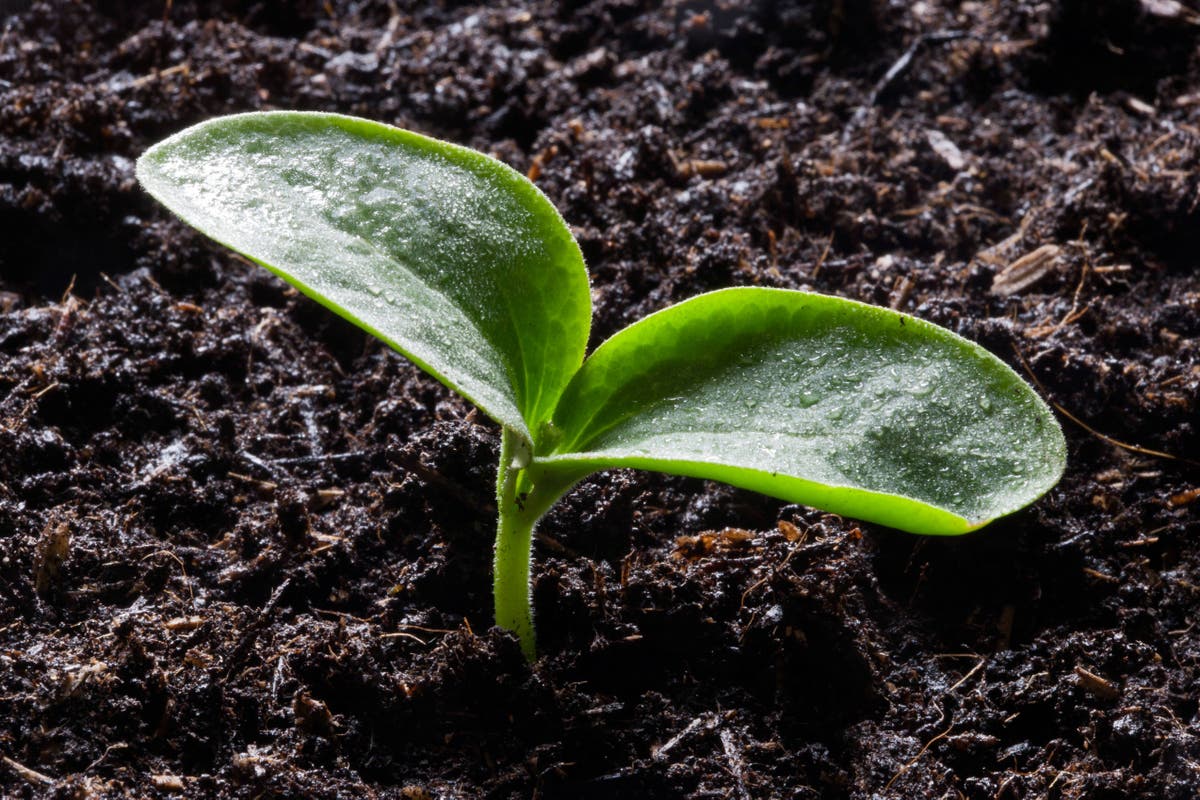 How resilient are your vegetables in weird weather?