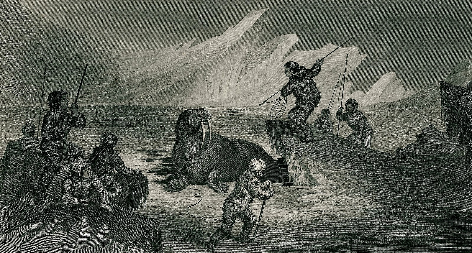 The ivory sculpture of Christ being brought down from the Cross was made in the late 12th century from Greenlandic walrus ivory, but Arctic walrus hunting continued for centuries, as this 19th century image demonstrates