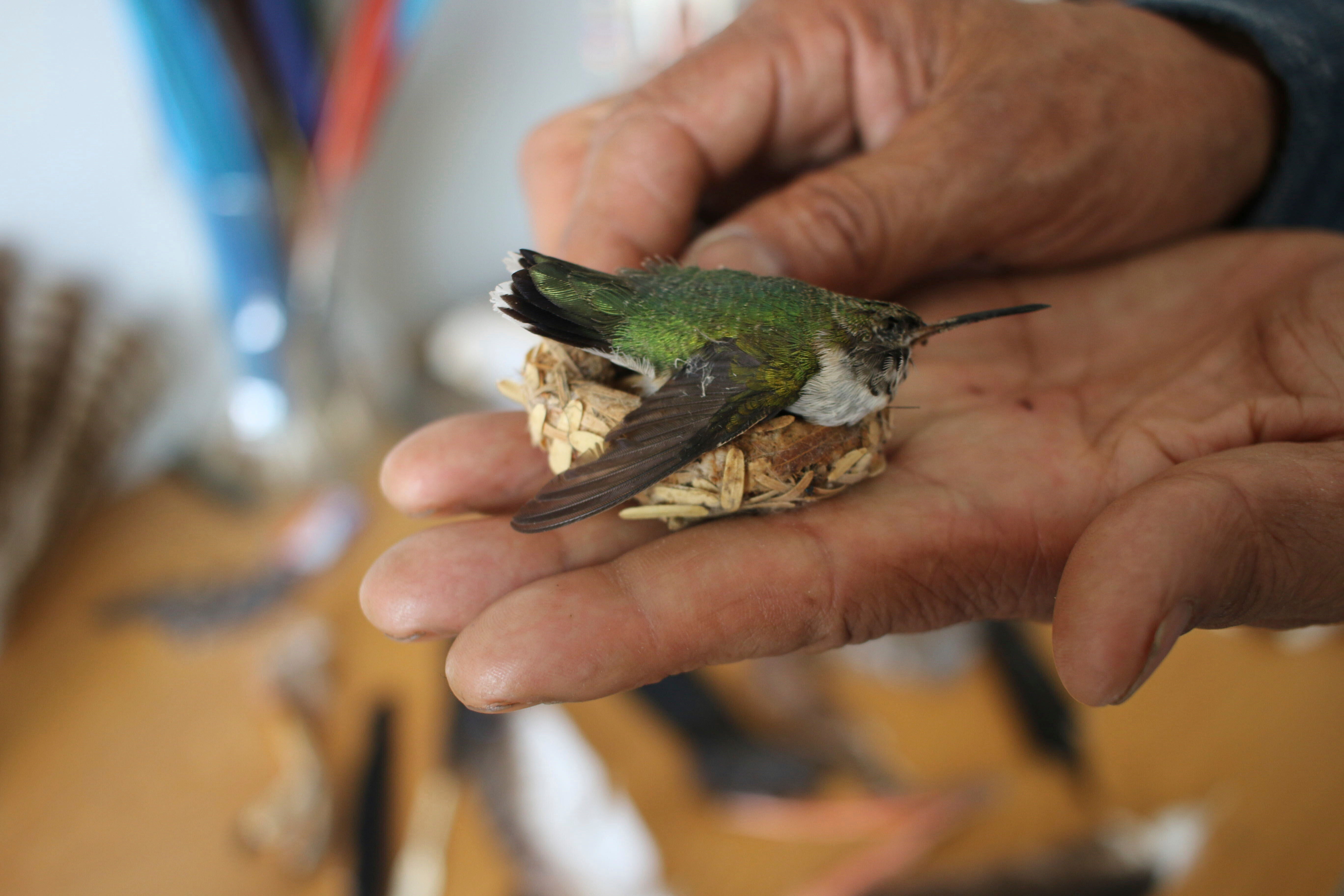 Eagles Killed Black Market