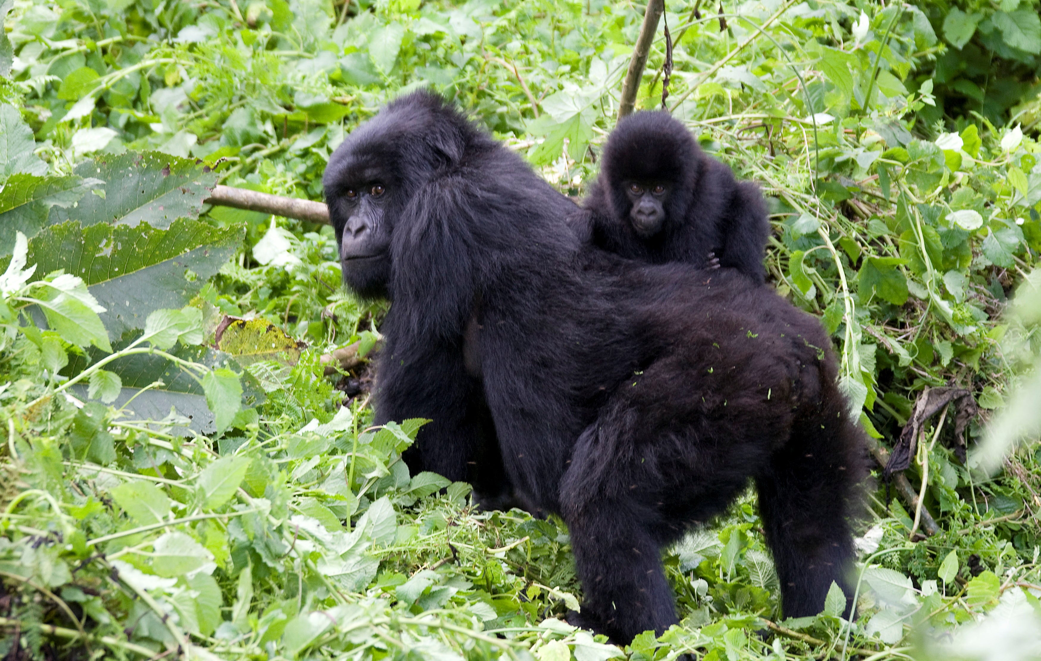 A baby mountain gorilla rides on her mother’s back on the slopes of Mount Mikeno