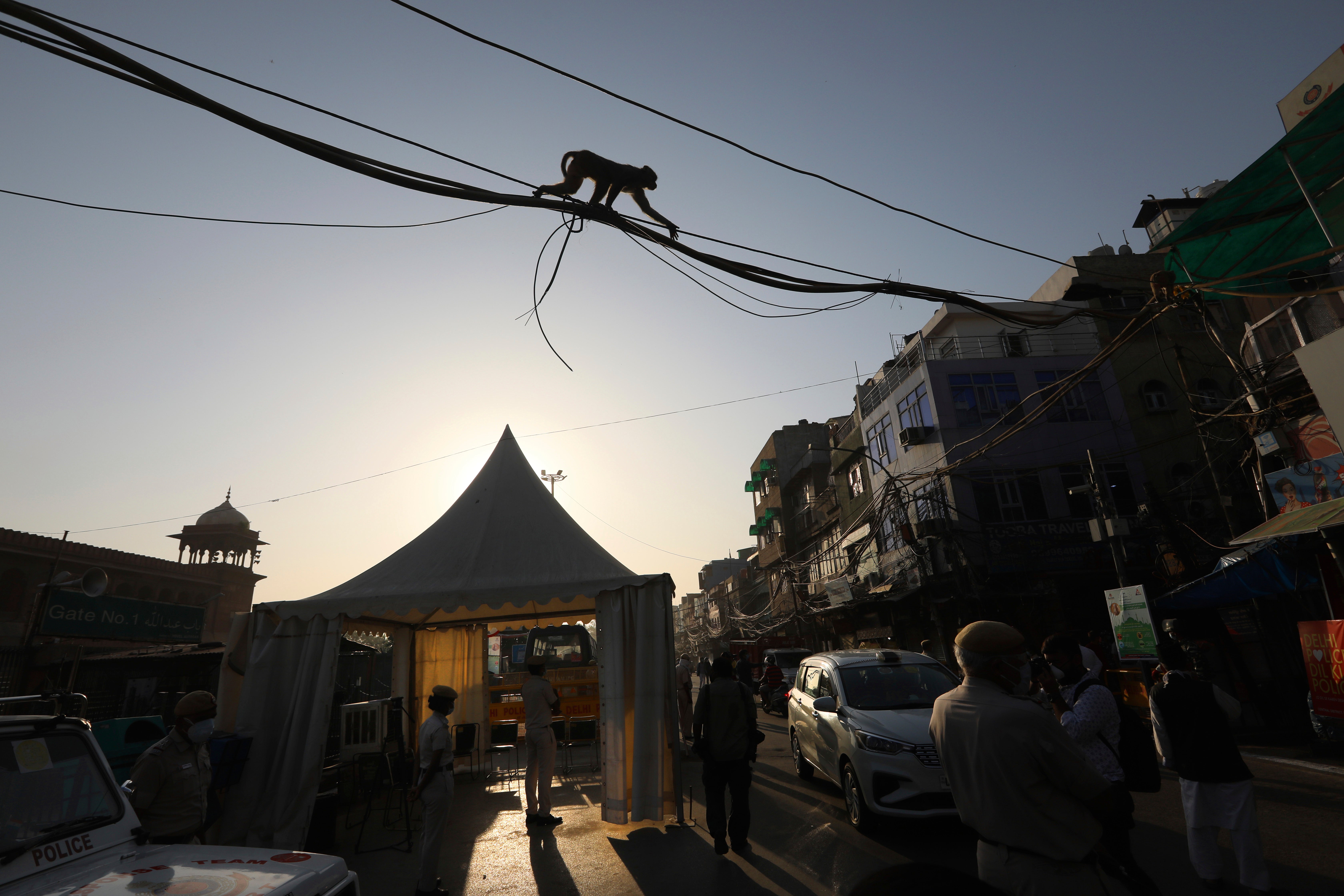 A monkey walks across power cables near the Jama Mosque in the old quarters of New Delhi, India