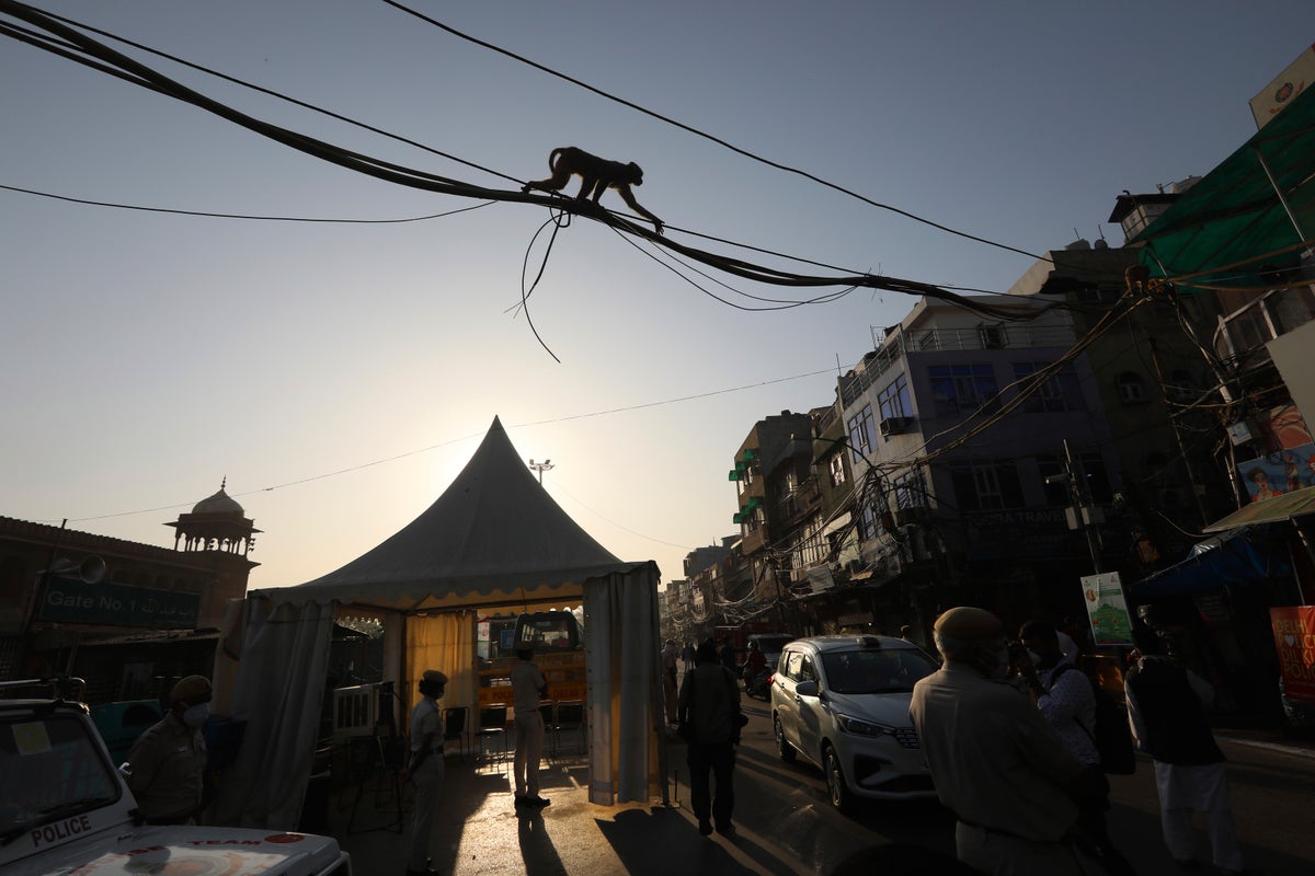 Two dead after jumping monkeys trigger stampede at Indian temple