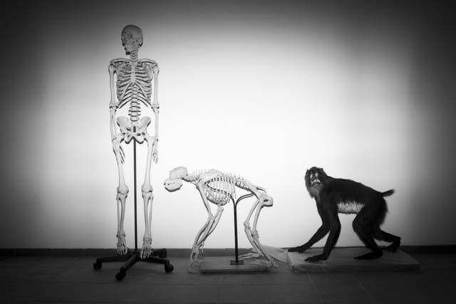 HUMANOS-COLAS