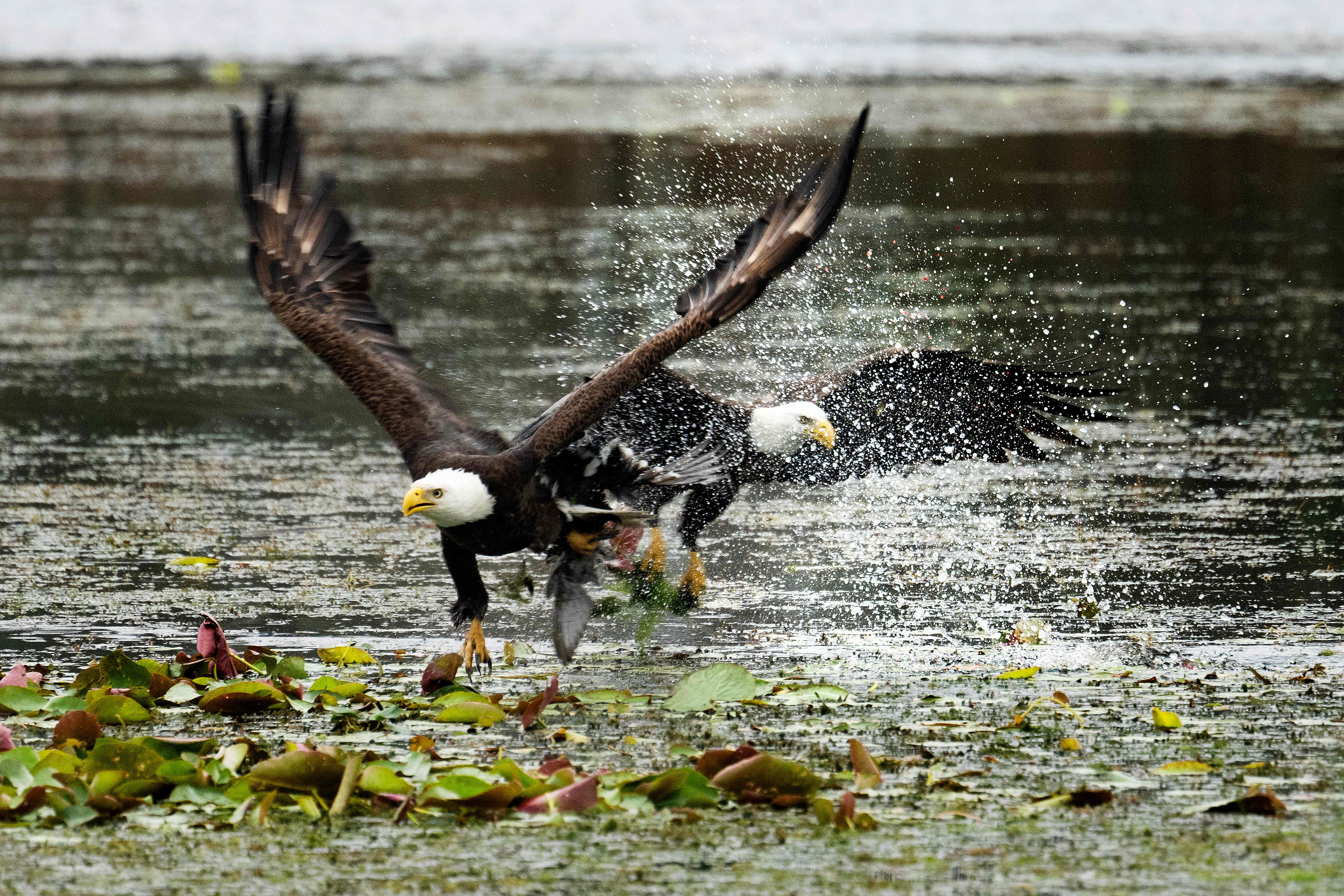 Two bald eagles swoop in to catch a coot in its talons at Orlando Wetlands Park in Christmas, Florida