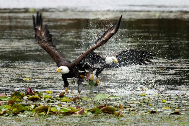 <p>Two bald eagles swoop in to catch a coot in its talons at Orlando Wetlands Park in Christmas, Florida</p>