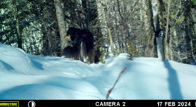 A camera has picked up footage of Ullr almost a year after he went missing