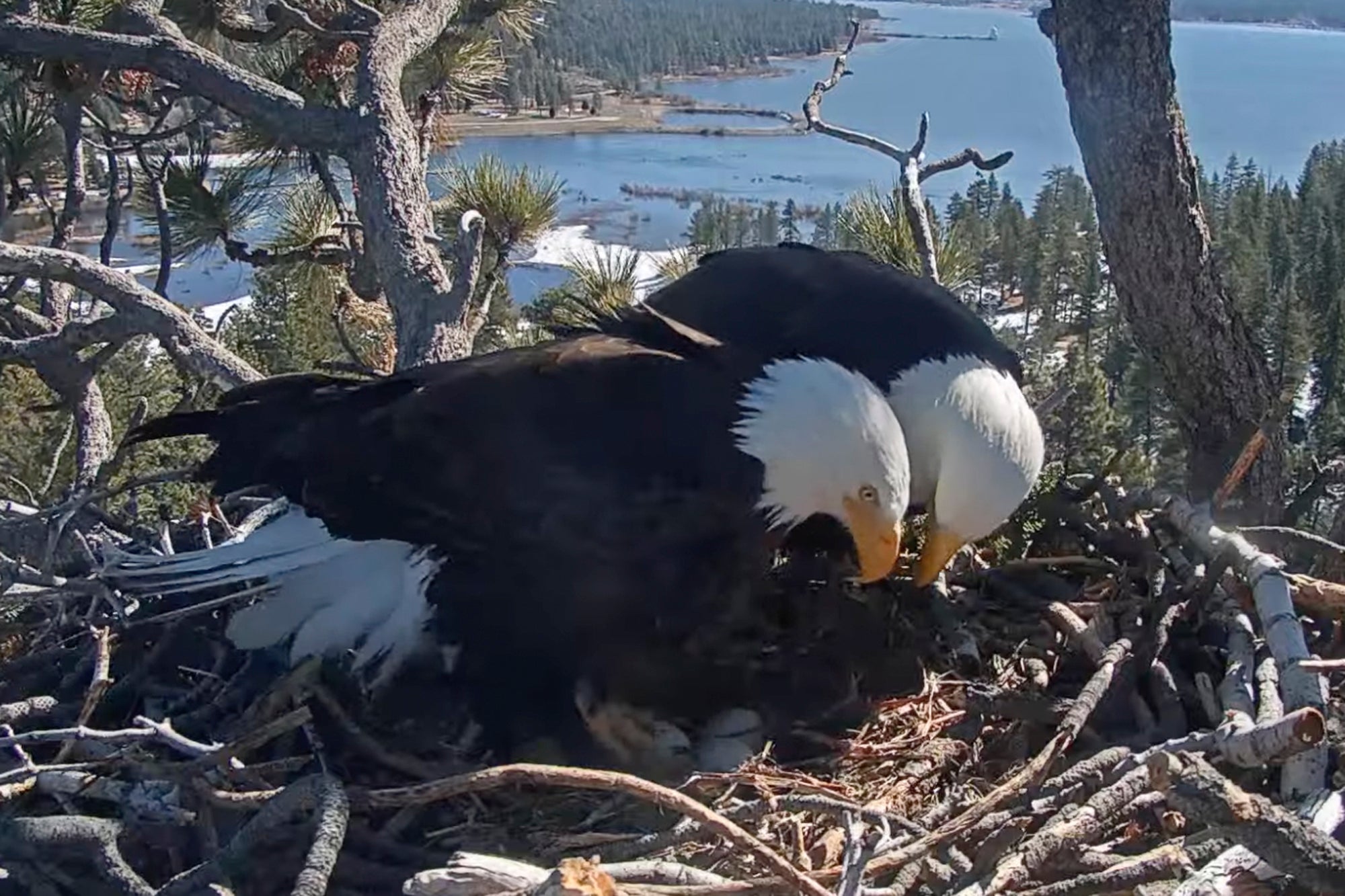 Bald Eagles Hatch Watch