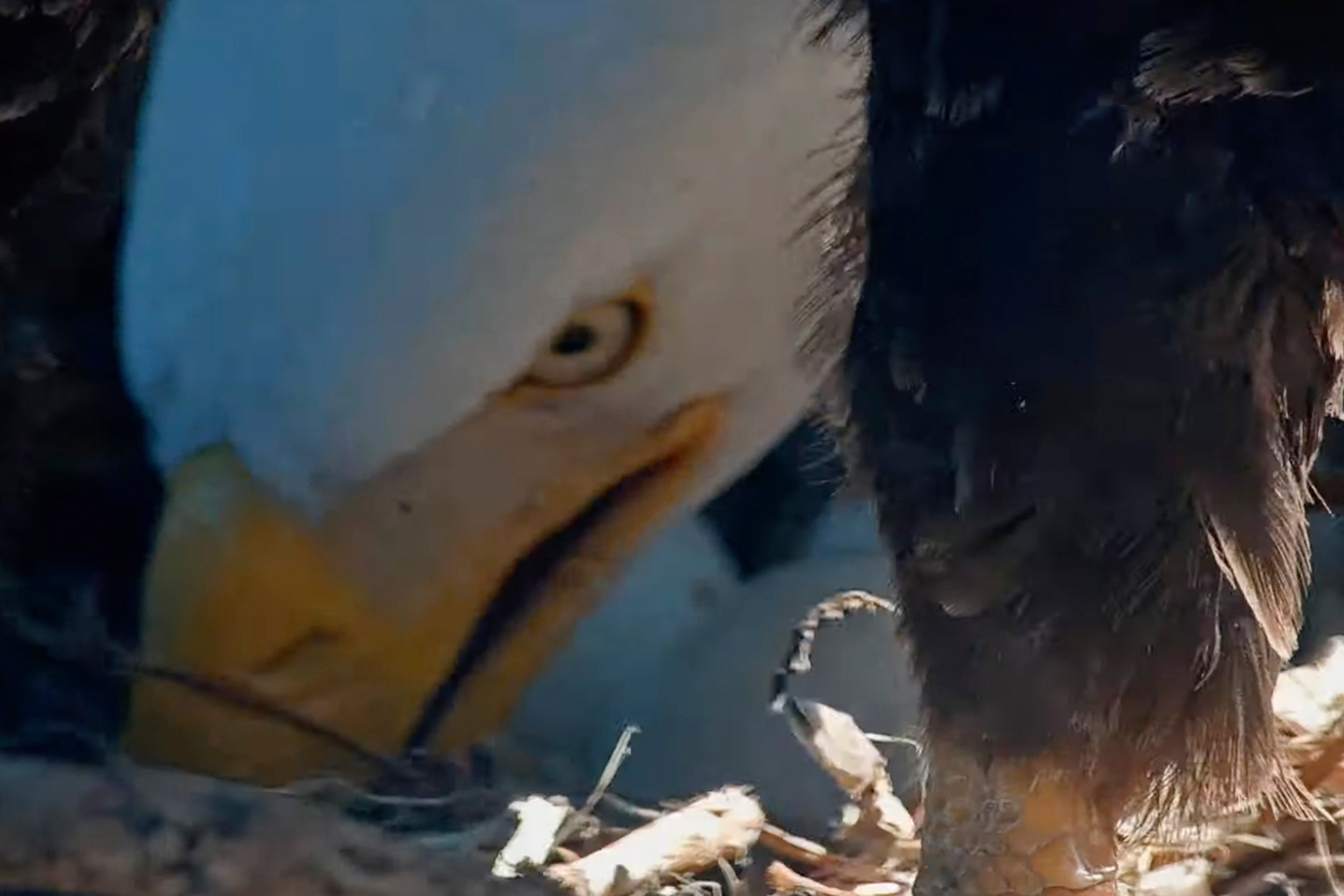 Bald Eagles Hatch Watch