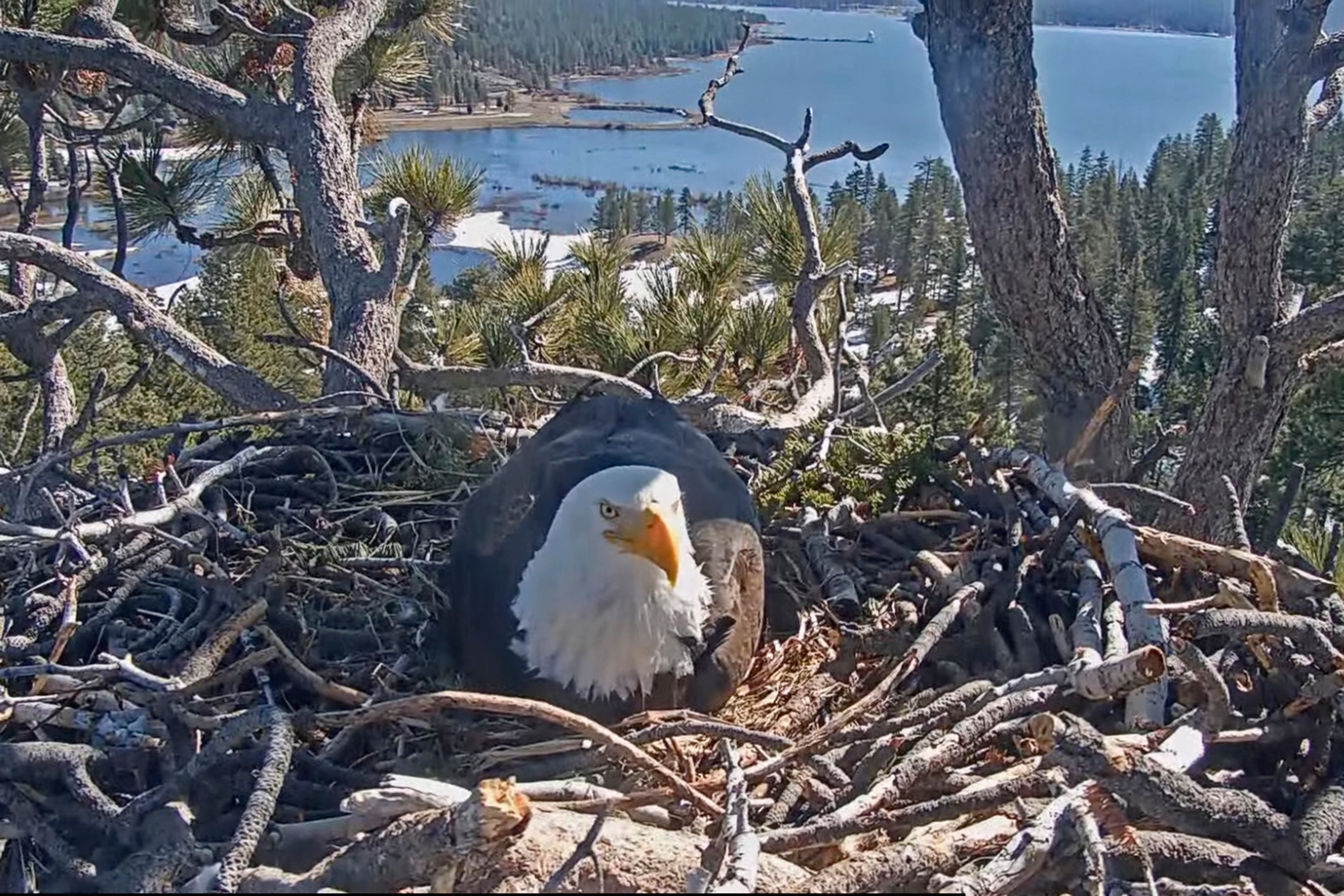 Bald Eagles Hatch Watch