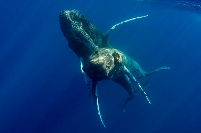 <p>Two adult male humpback whales seen off Maui, Hawai?i, on 19 January, 2022</p>