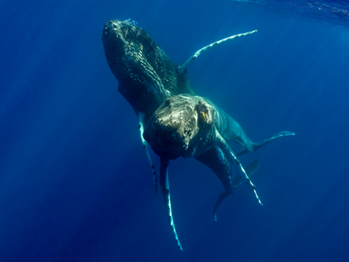 First photos show male humpback whales attempting to mate, hinting at  homosexuality in mammal | The Independent