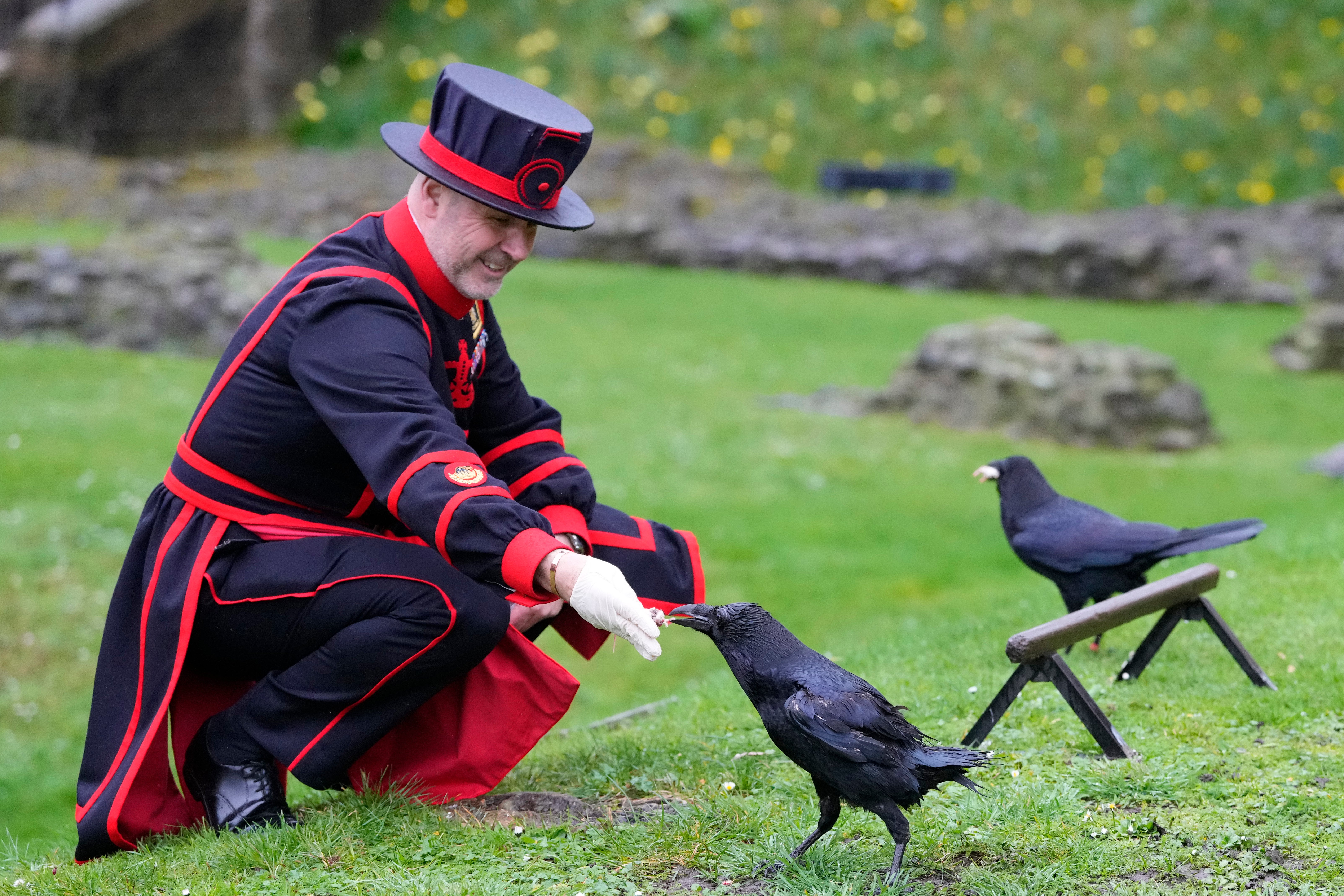 Barney Chandler, newly appointed ravenmaster feeds one of the ravens at The Tower of London in London