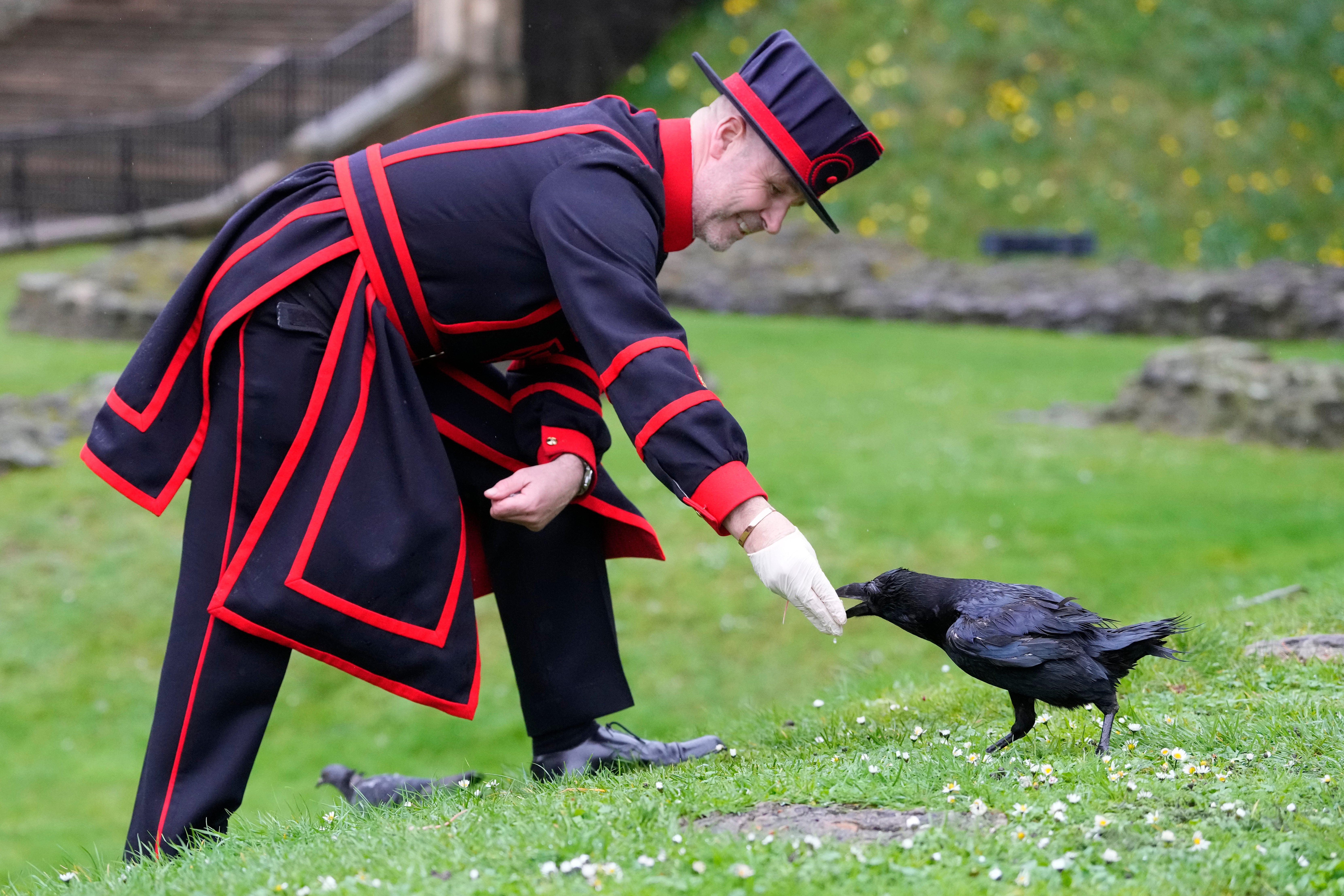 Barney Chandler, newly appointed ravenmaster feeds one of the ravens at The Tower of London in London