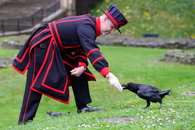 <p>Barney Chandler, newly appointed ravenmaster feeds one of the ravens at The Tower of London in London</p>