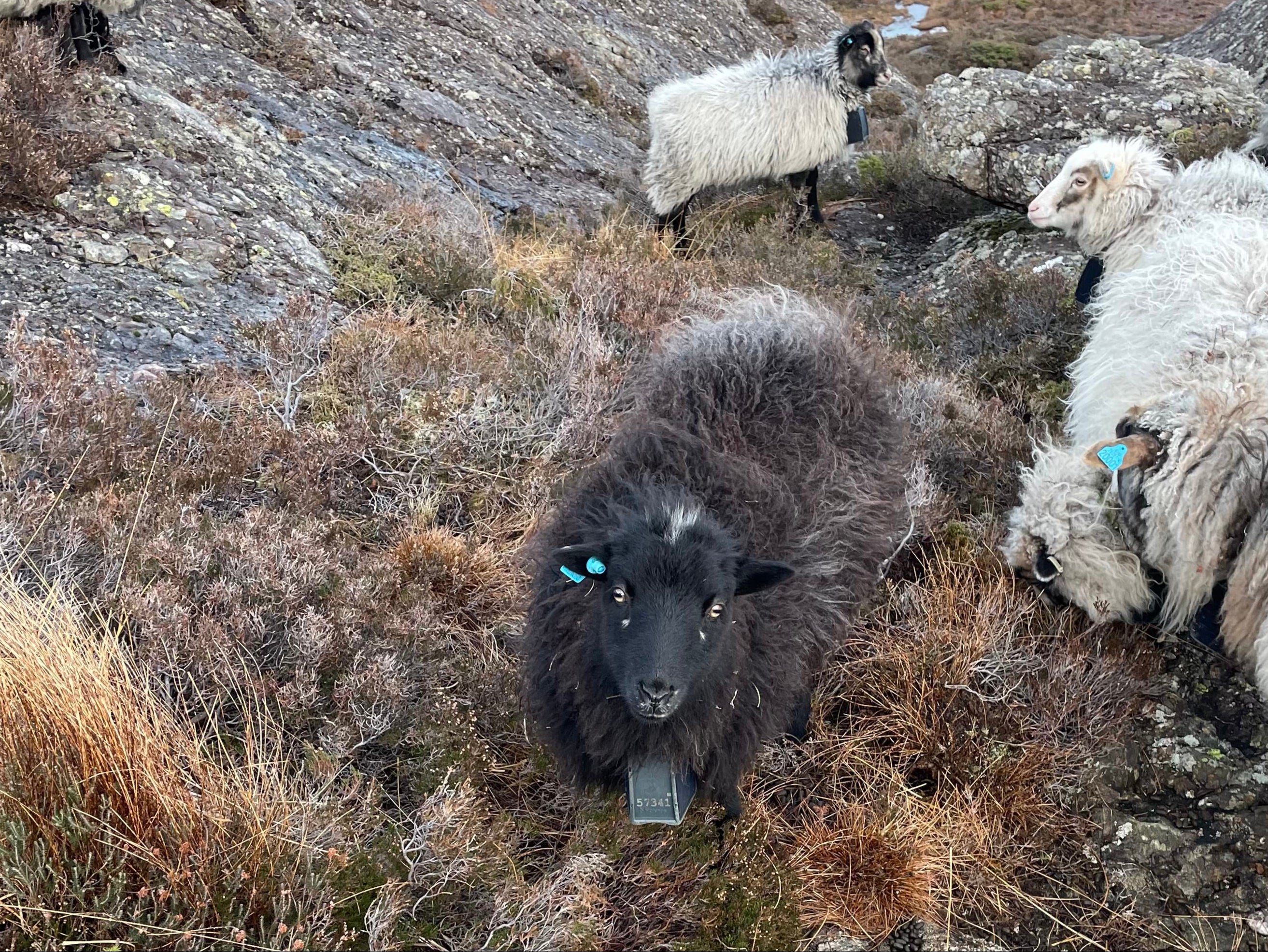 Norwegian wild sheep faced extinction in the 17th century but were brought back from the brink