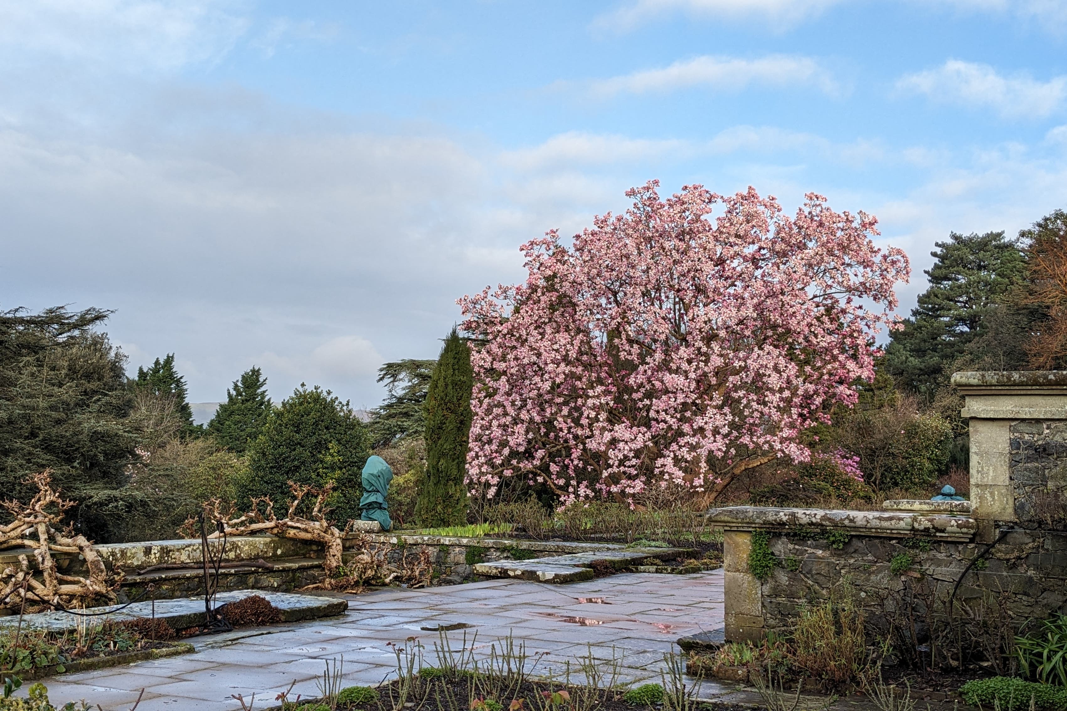 The Magnolia campbellii at Bodnant Garden, Conwy, in bloom in February 2024 (National Trust/PA)