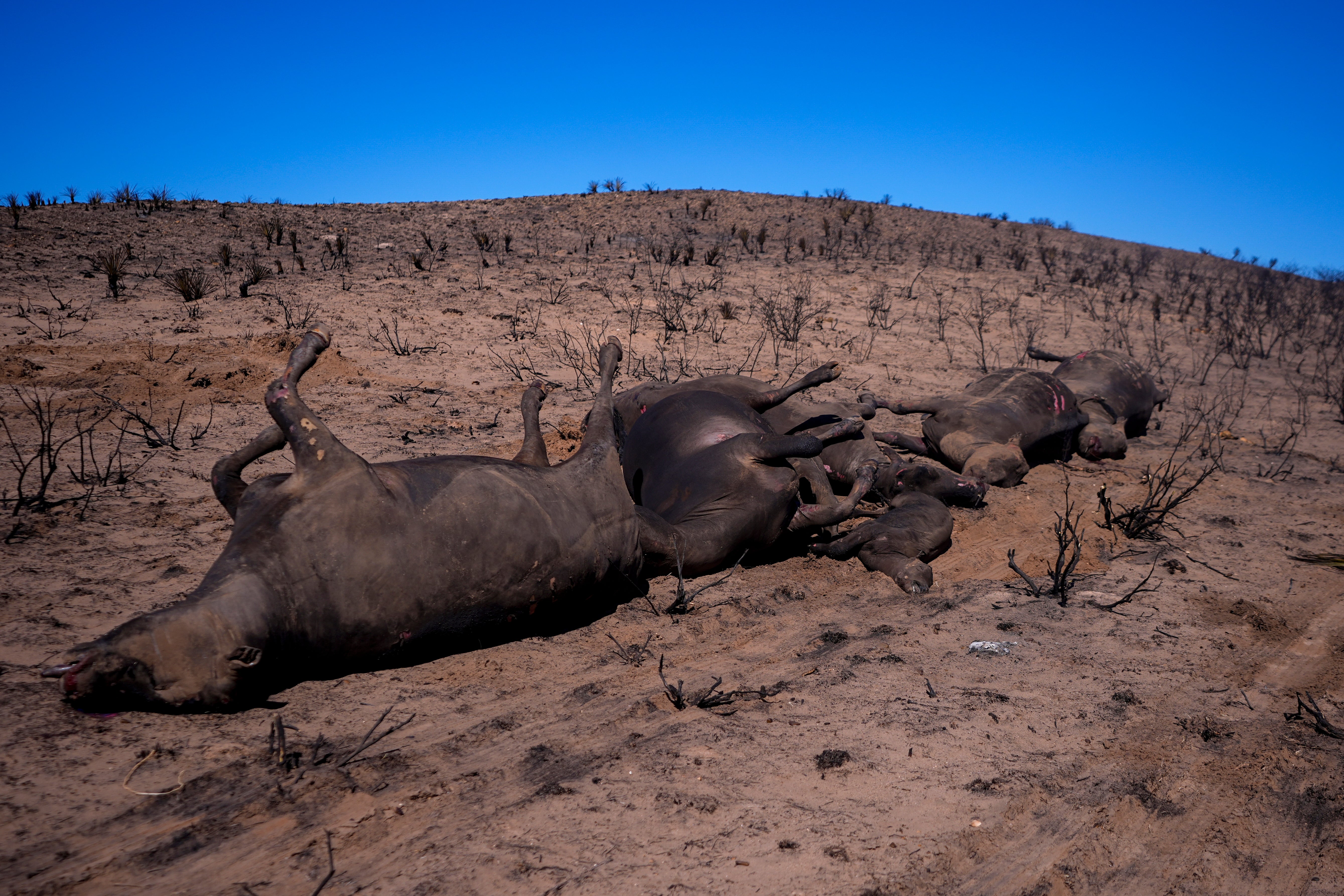 TEXAS-INCENDIOS FORESTALES